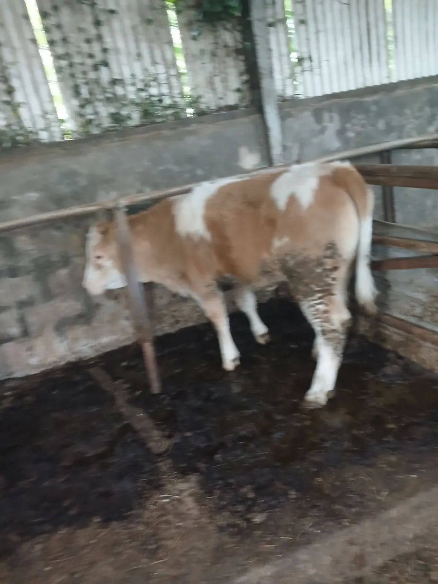 Heifer - Image 1