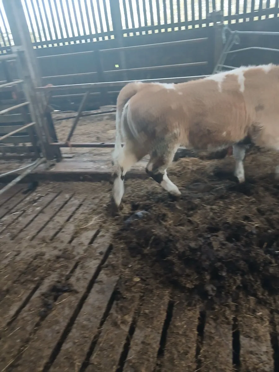 Heifer - Image 2