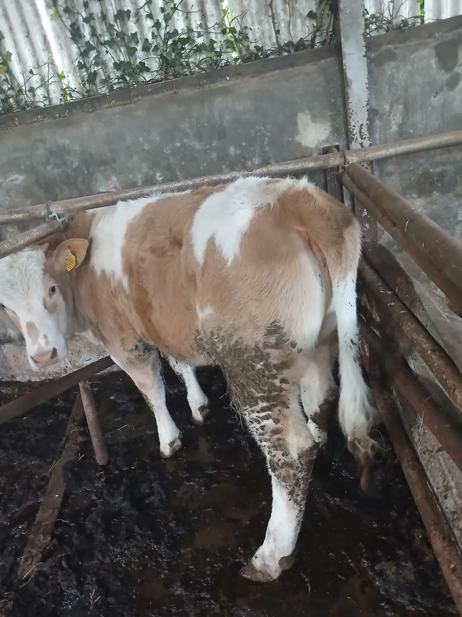Heifer - Image 3
