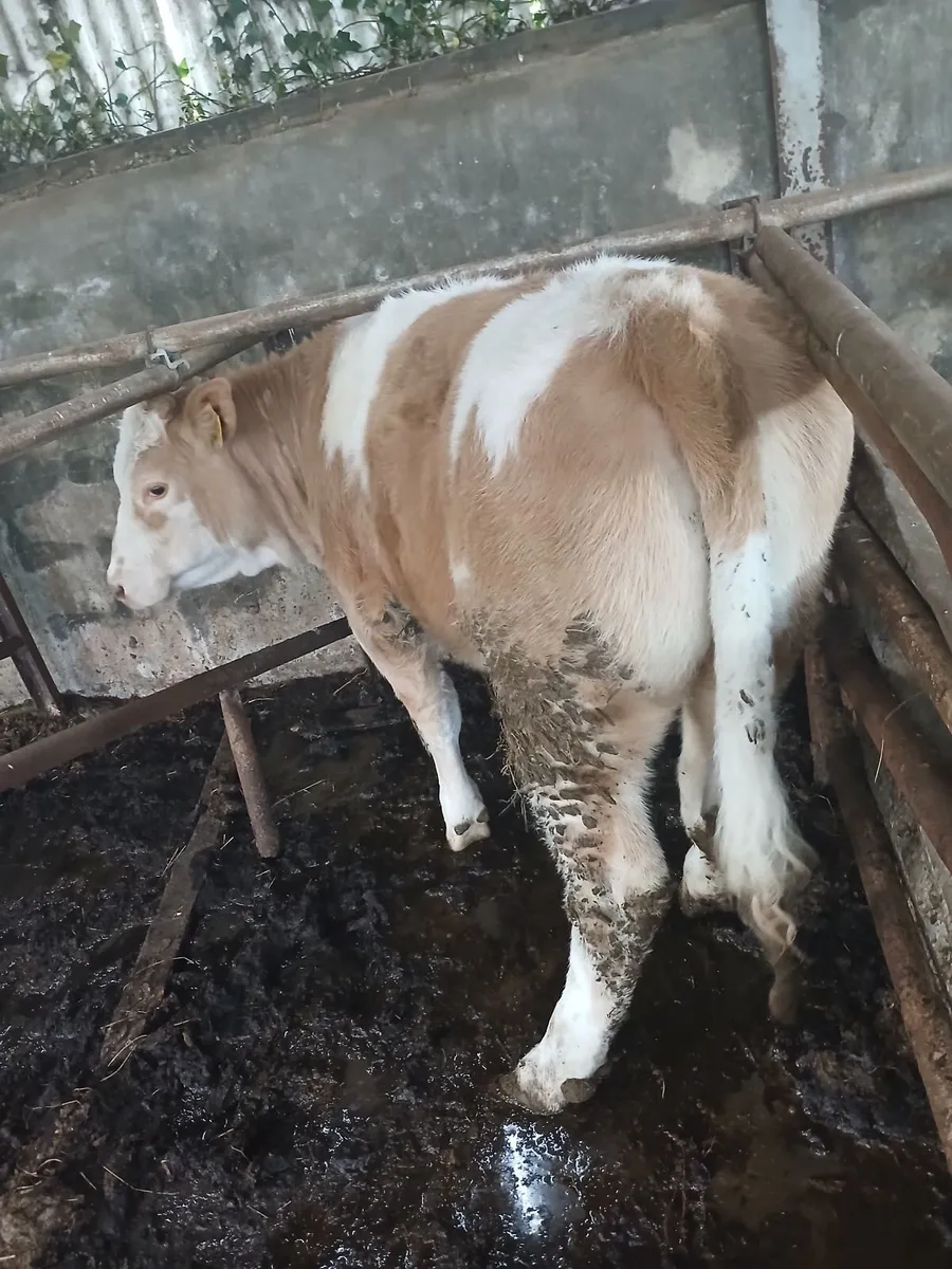 Heifer - Image 4