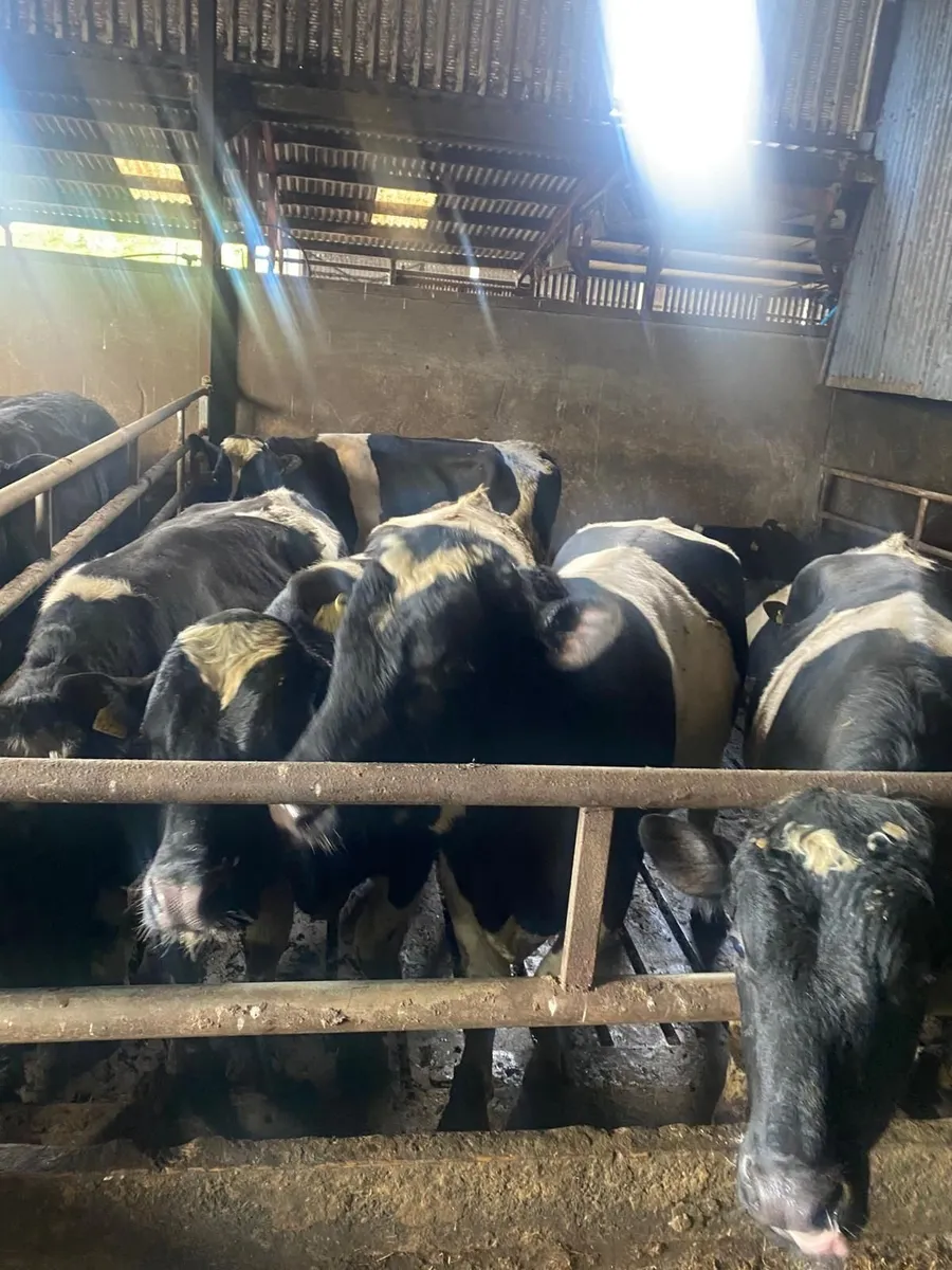 British fresian bulls - Image 2