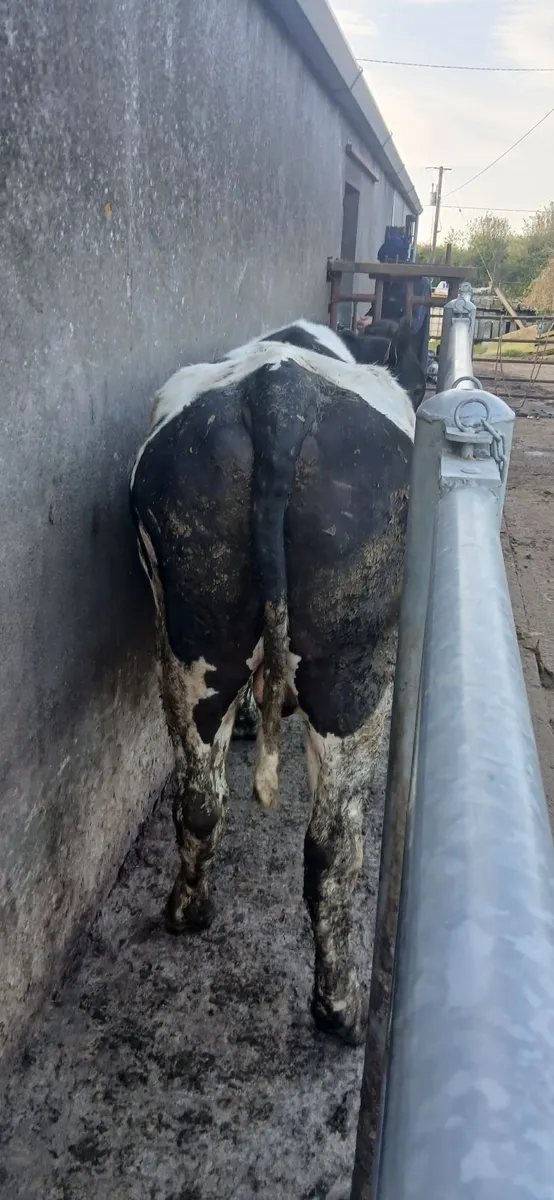 British fresian bulls - Image 4