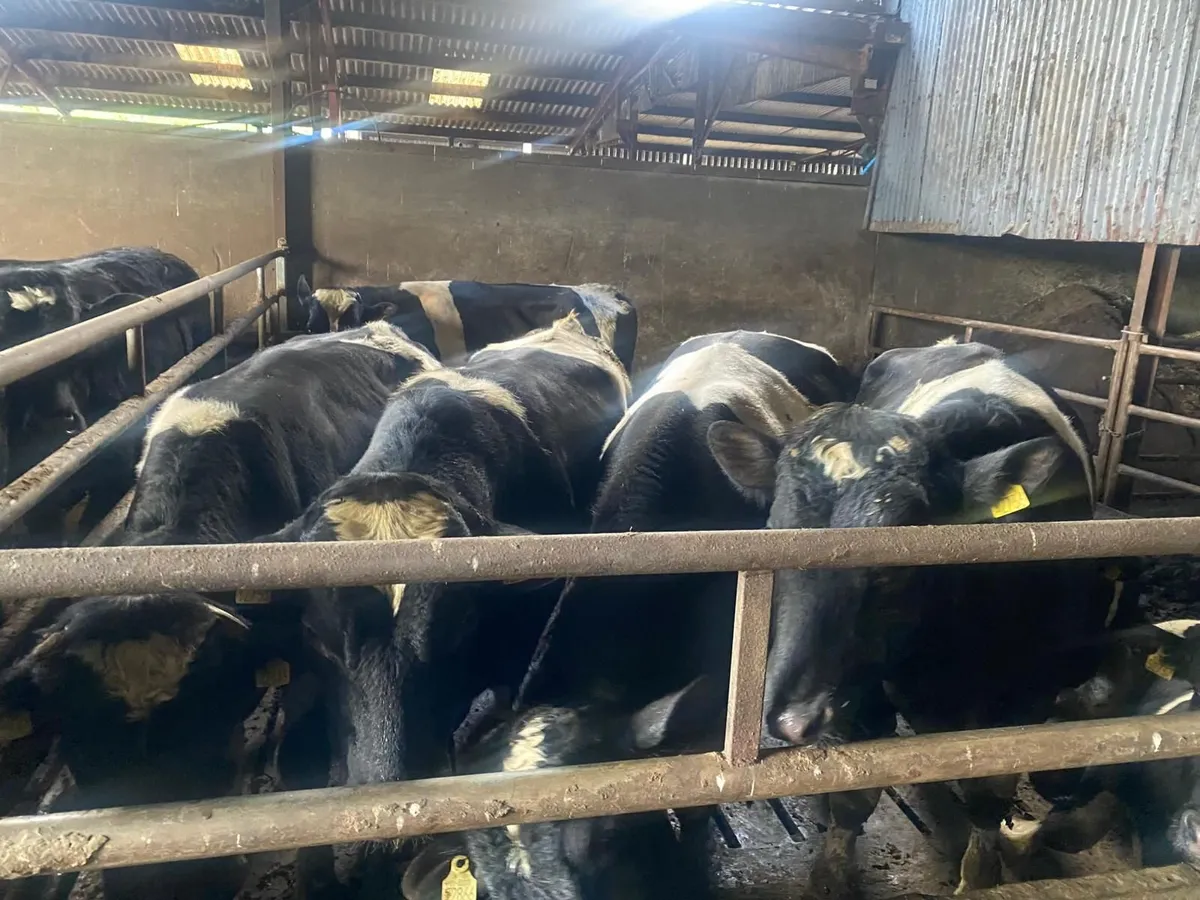 British fresian bulls - Image 1