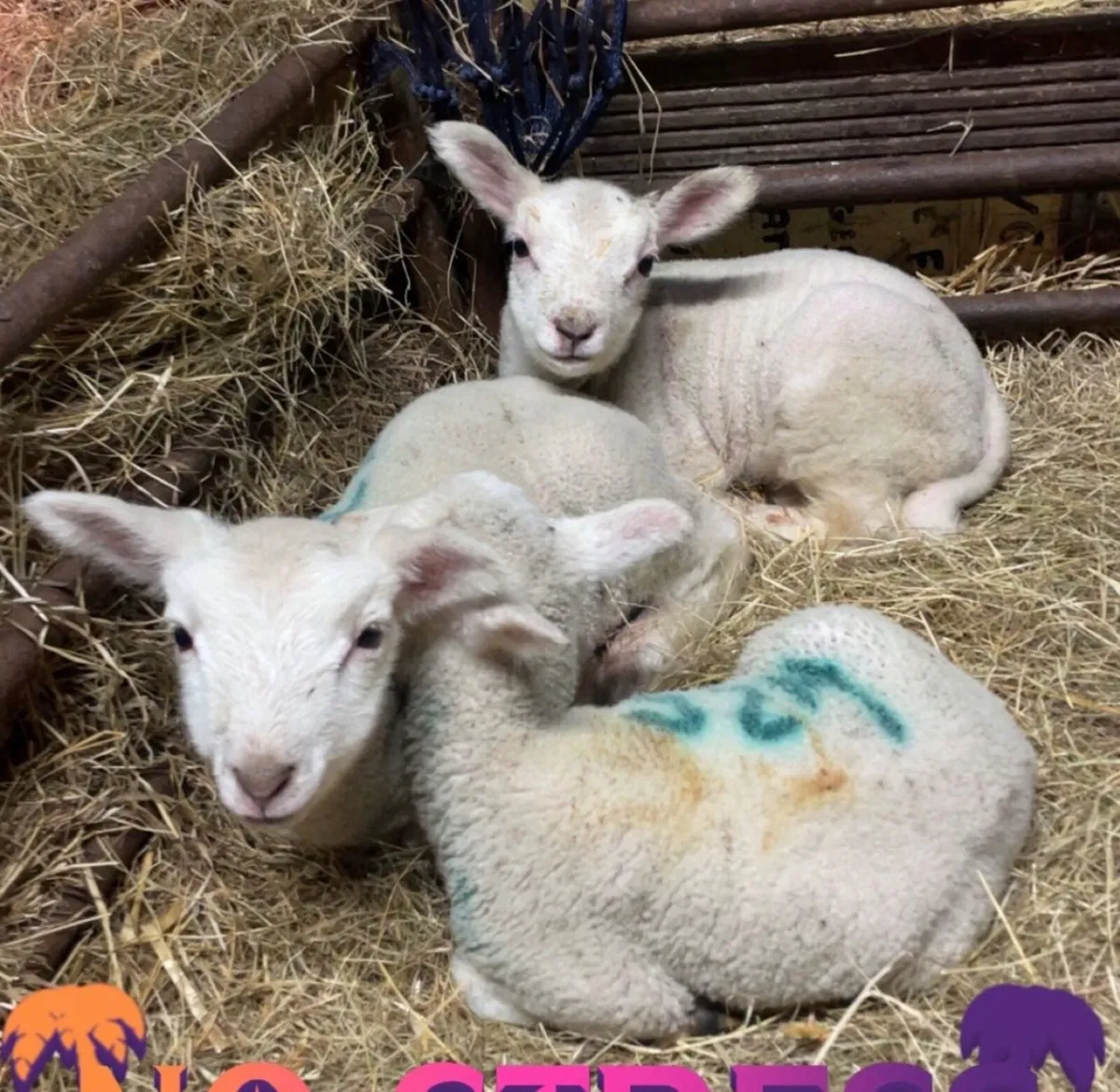 Pet lambs - Image 1