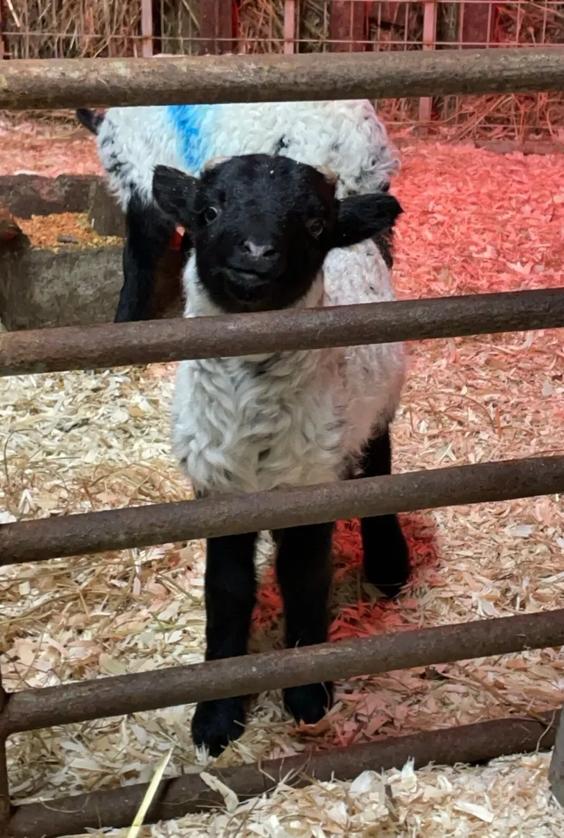 Pet lambs - Image 2