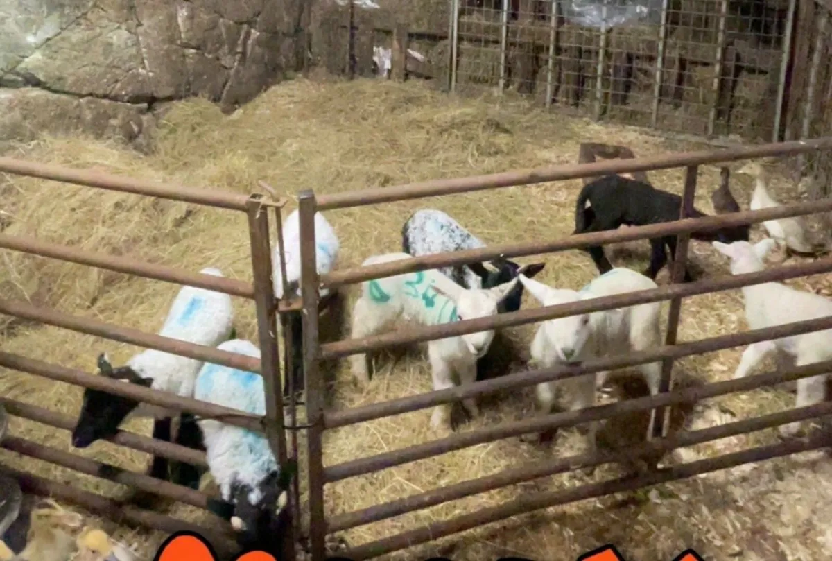 Pet lambs - Image 3
