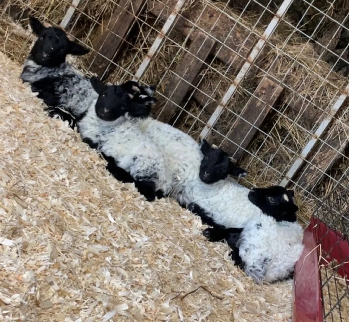 Pet lambs - Image 4
