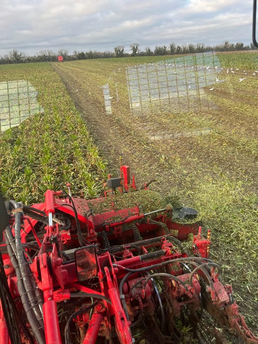 Fresh Beet for sale - Image 2
