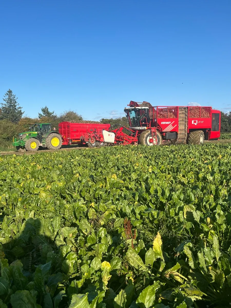 Fresh Beet for sale - Image 1