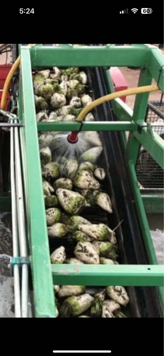 Fresh Beet for sale - Image 3
