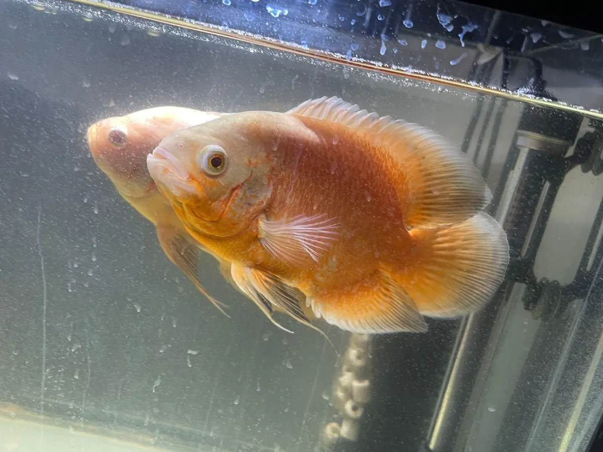 Oscar fishes - Image 3