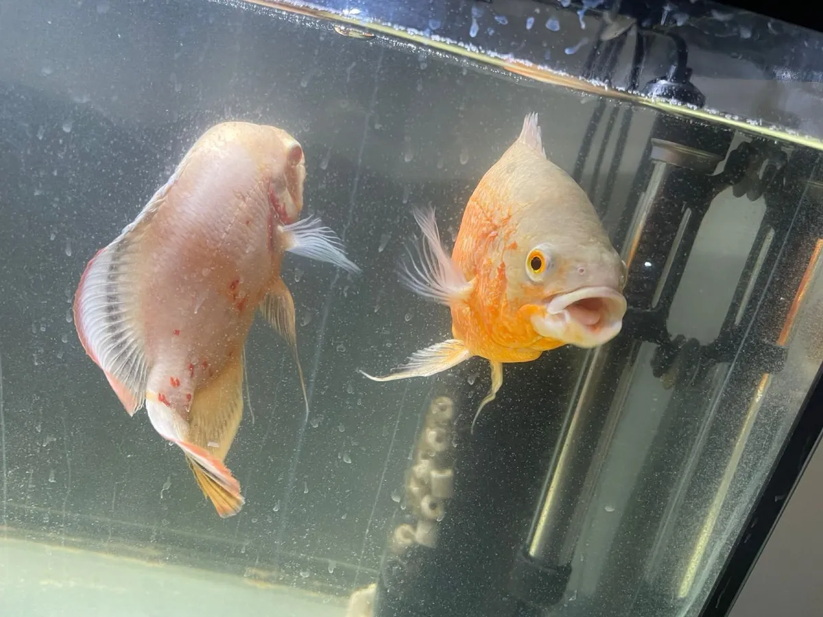 Oscar fishes - Image 4