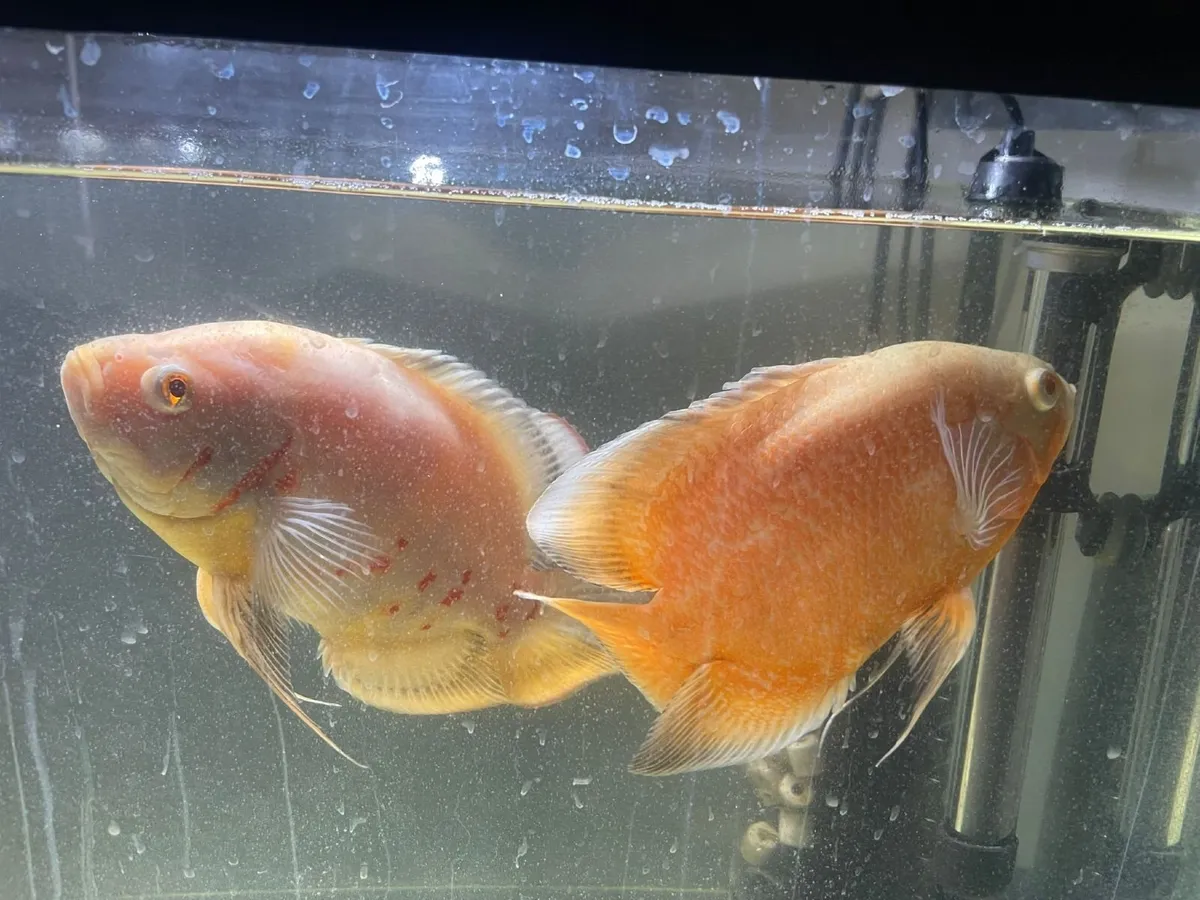Oscar fishes - Image 2