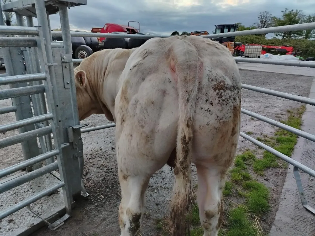 Liscullane Pedigree Registered Charolais Bulls - Image 2