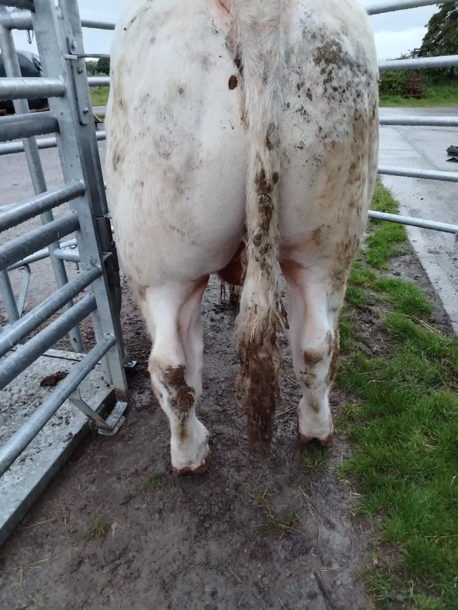 Liscullane Pedigree Registered Charolais Bulls - Image 3