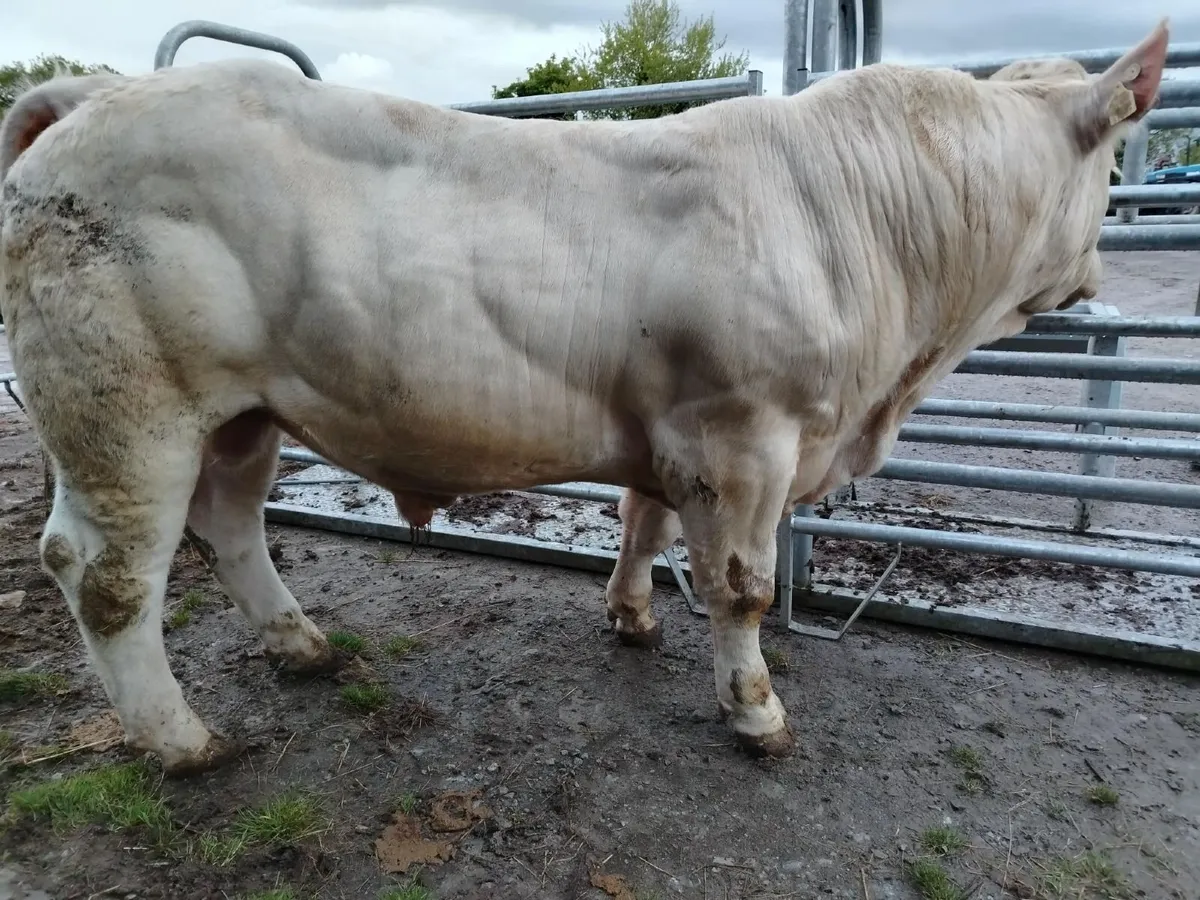 Liscullane Pedigree Registered Charolais Bulls - Image 4