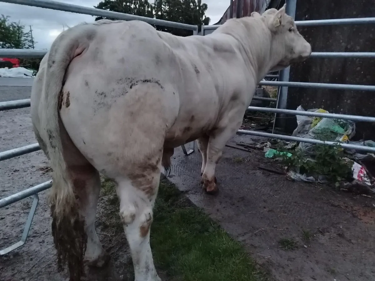 Liscullane Pedigree Registered Charolais Bulls - Image 1