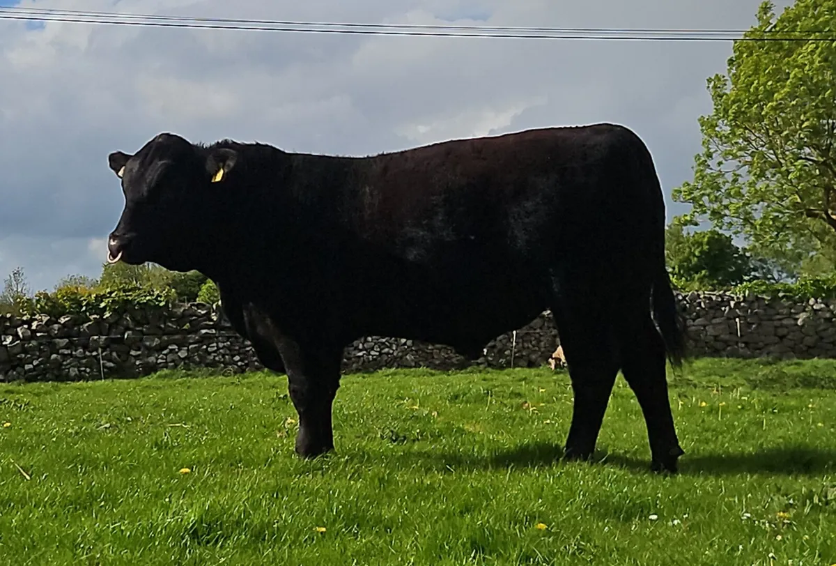 Angus bull - Image 1