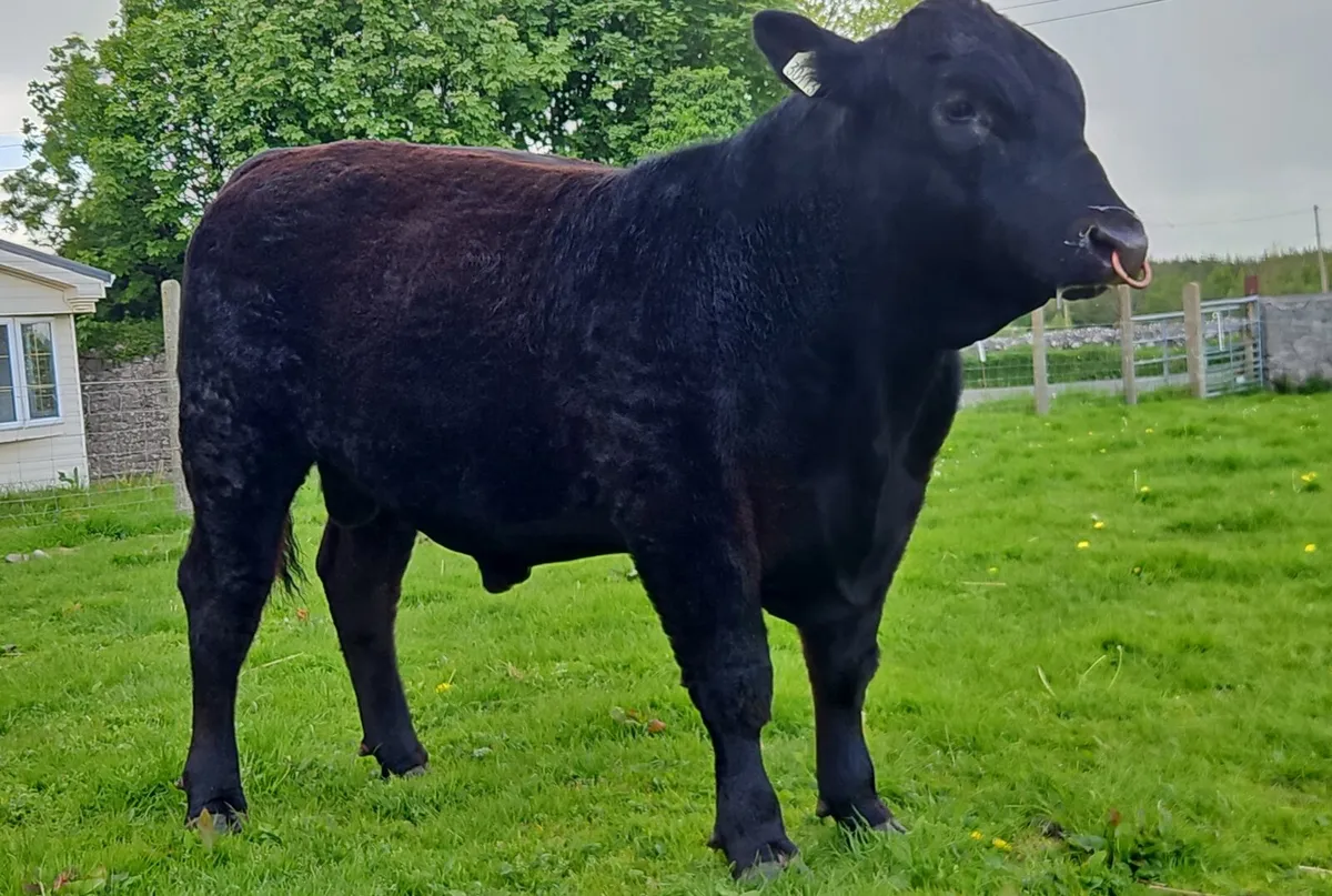 Angus bull - Image 2