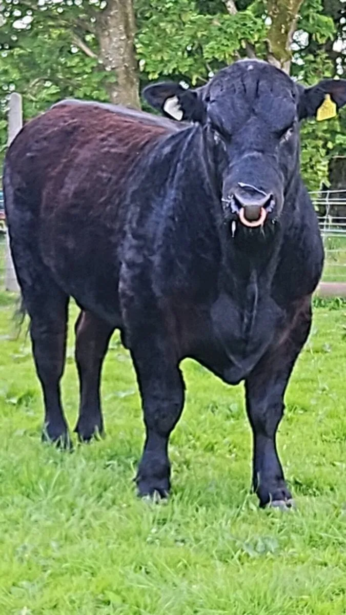 Angus bull - Image 3