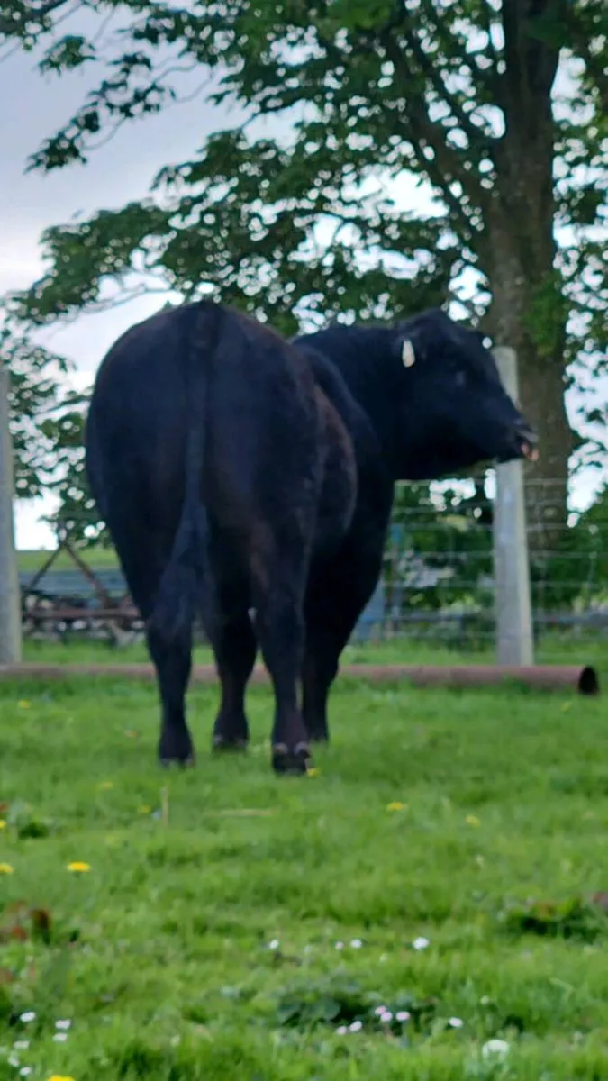 Angus bull - Image 4