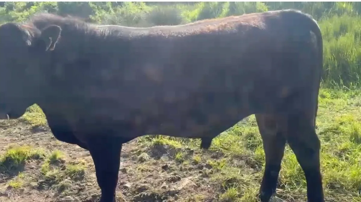 Pedigree Angus bulls - Image 3