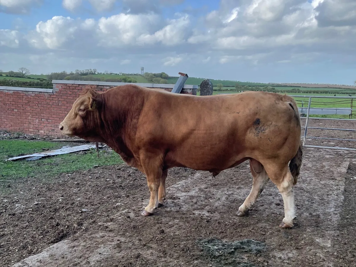 Bull - Image 3