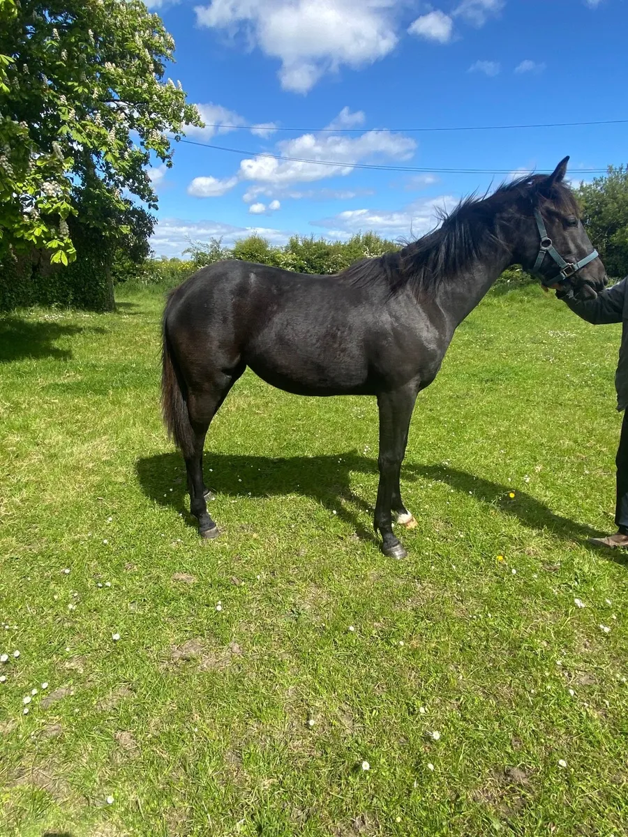 Stylish Irish Sport Horse Yearling Filly - Image 1
