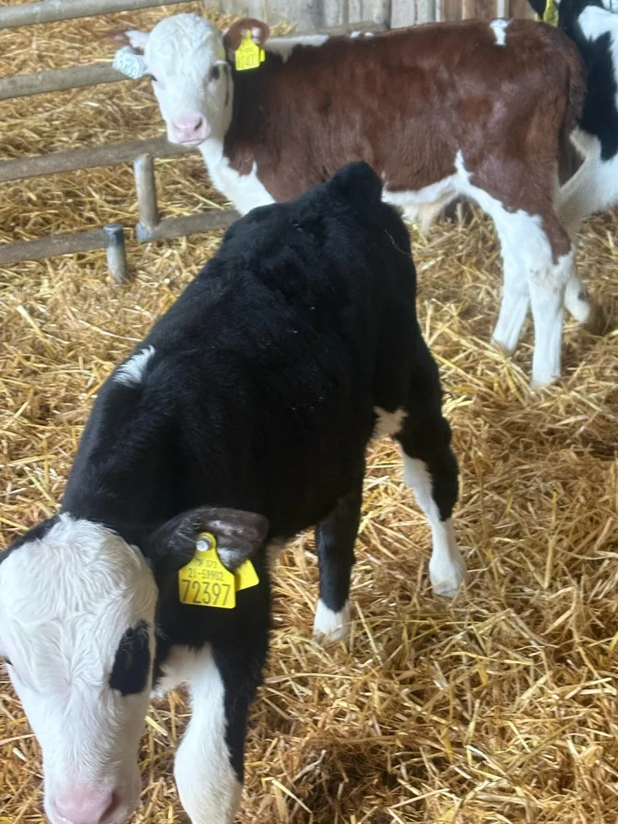 Calves - Image 4