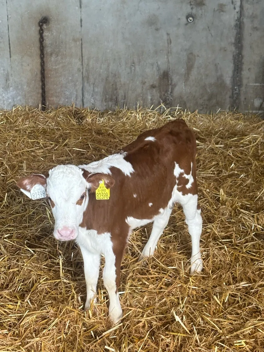 Calves - Image 1