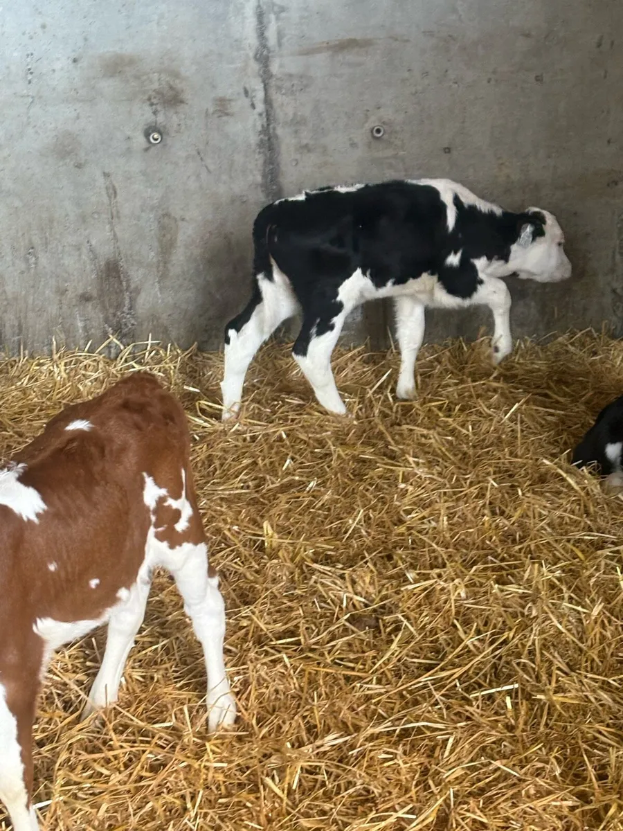 Calves - Image 2