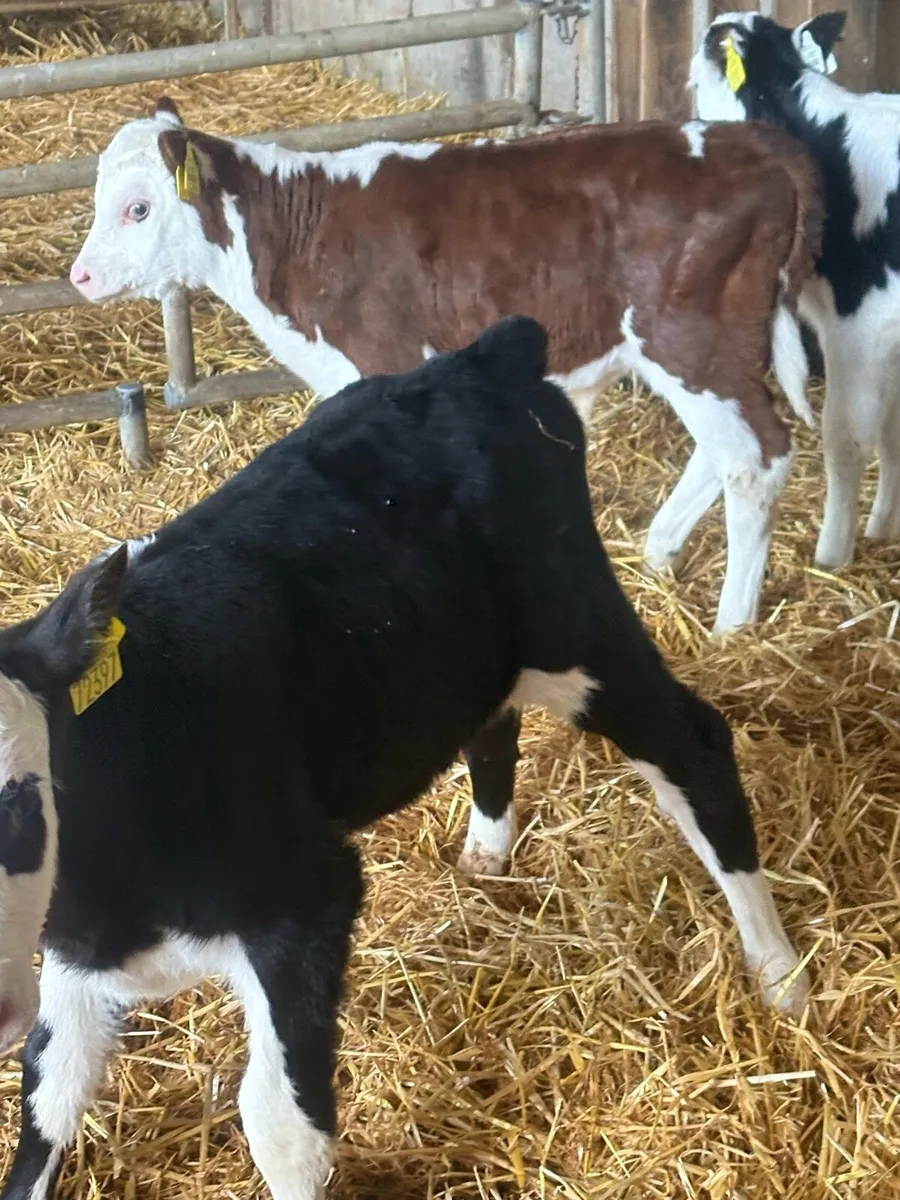 Calves - Image 3