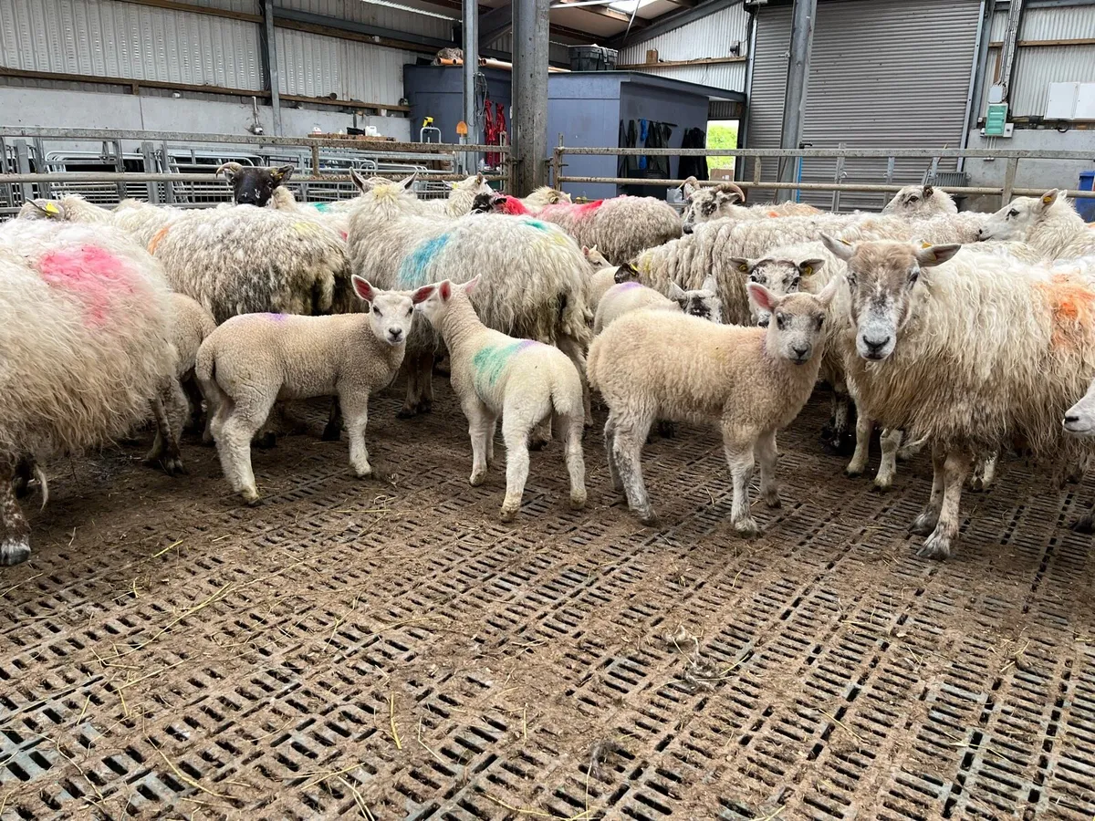 Ewes and lambs vacinated:dosed - Image 2
