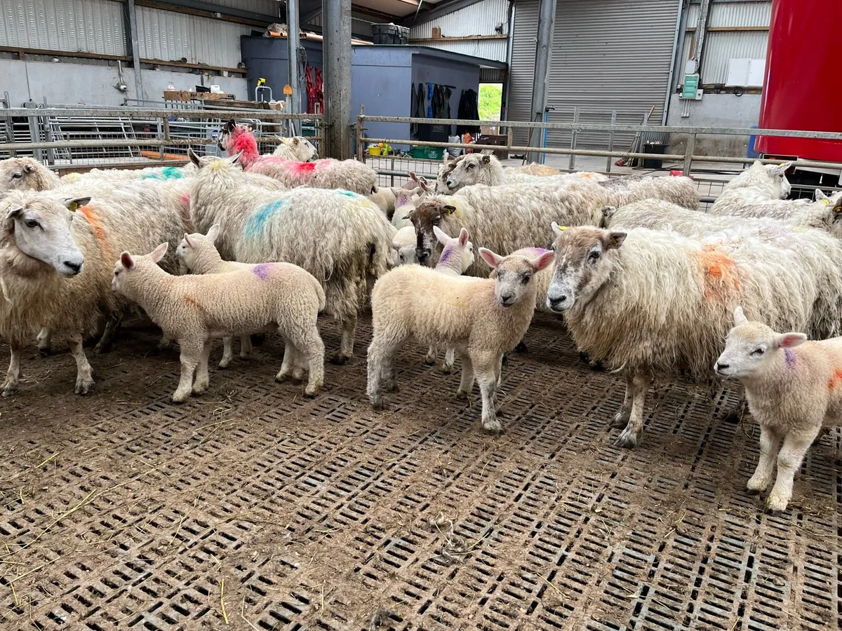 Ewes and lambs vacinated:dosed - Image 3