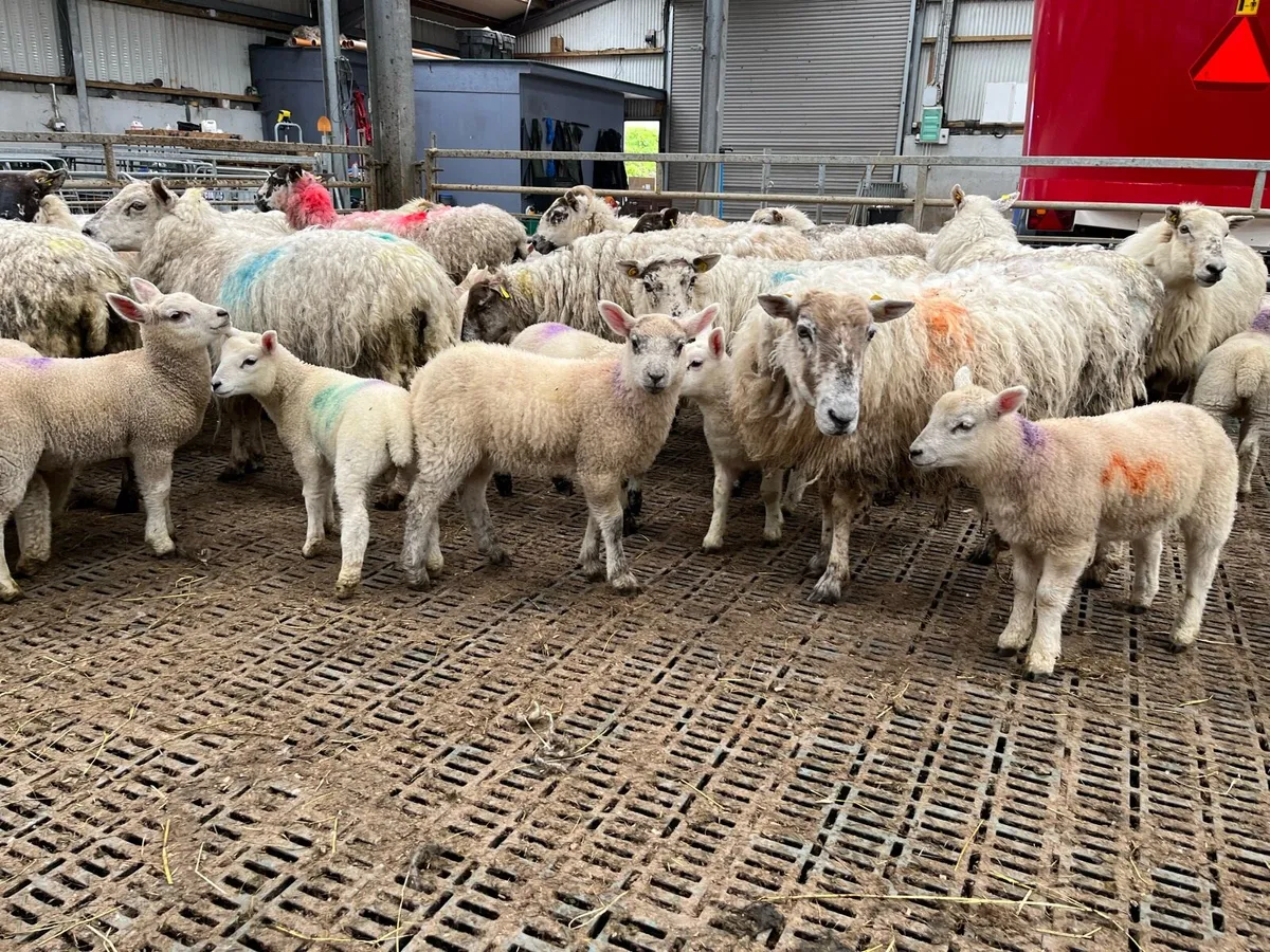 Ewes and lambs vacinated:dosed - Image 1