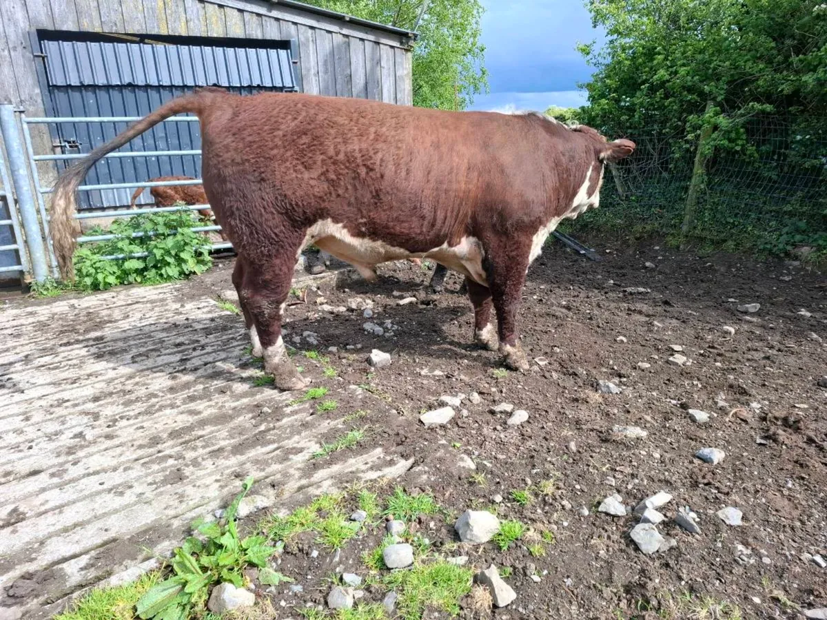 Bull - Image 2