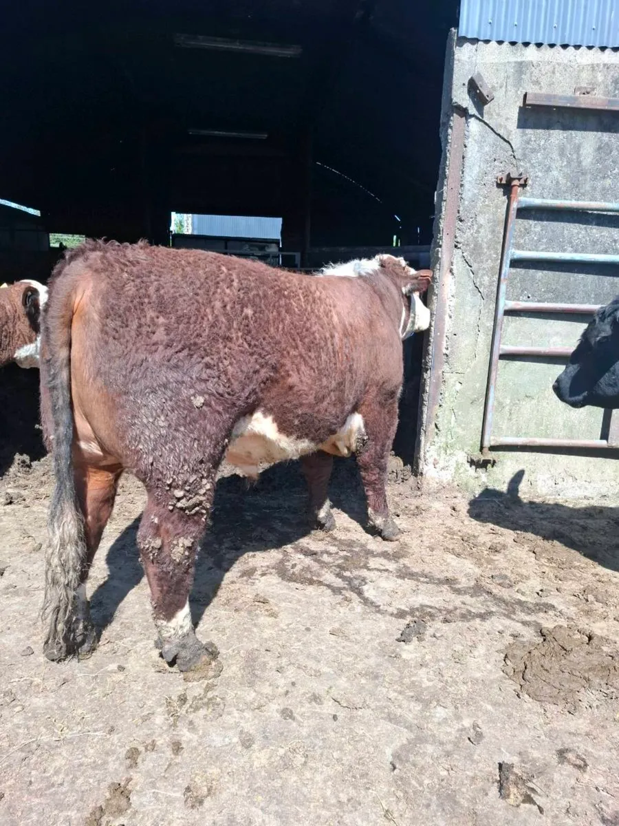 Bull - Image 3