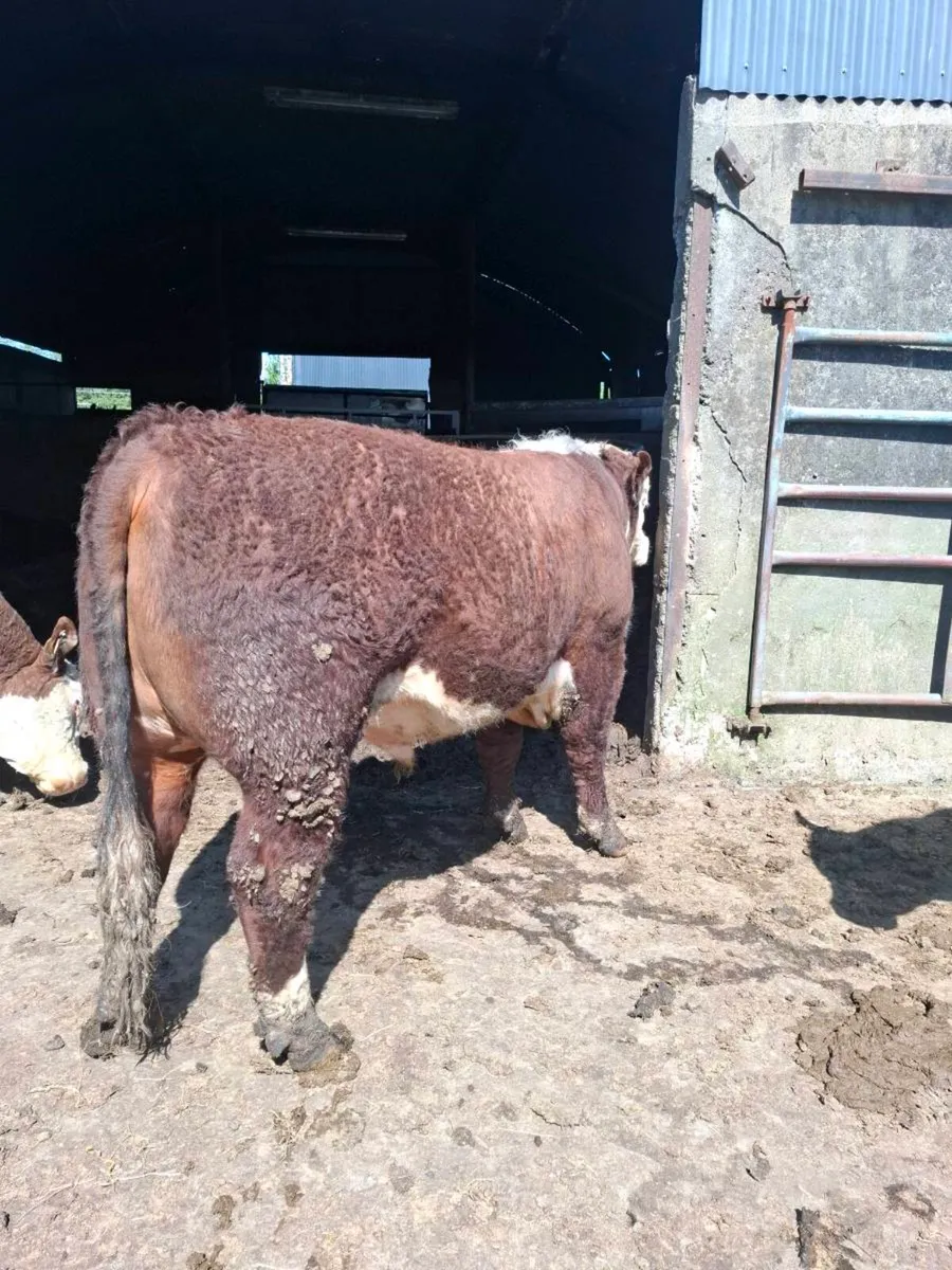 Bull - Image 4