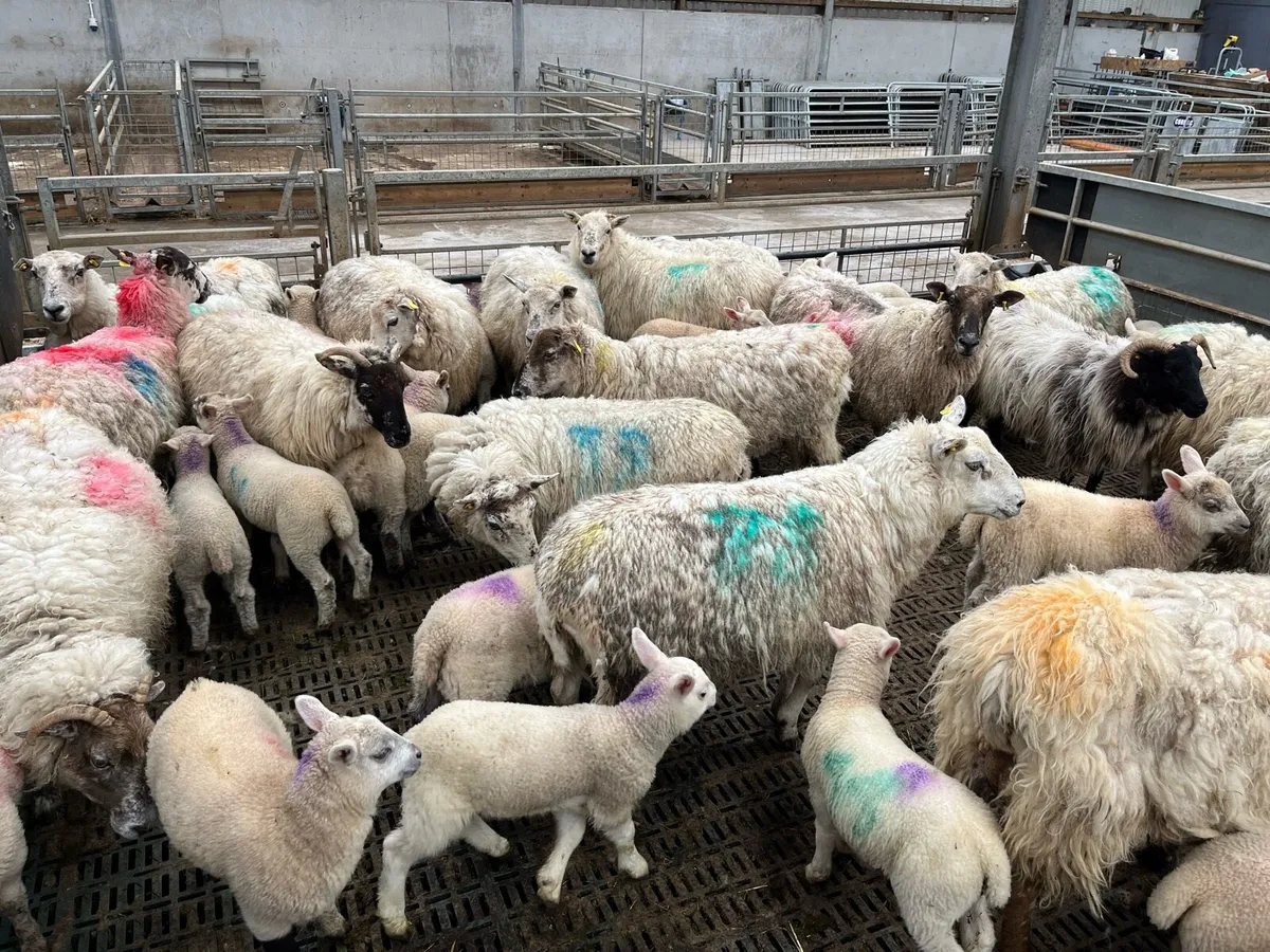 Ewes and lambs vacinated:dosed - Image 4