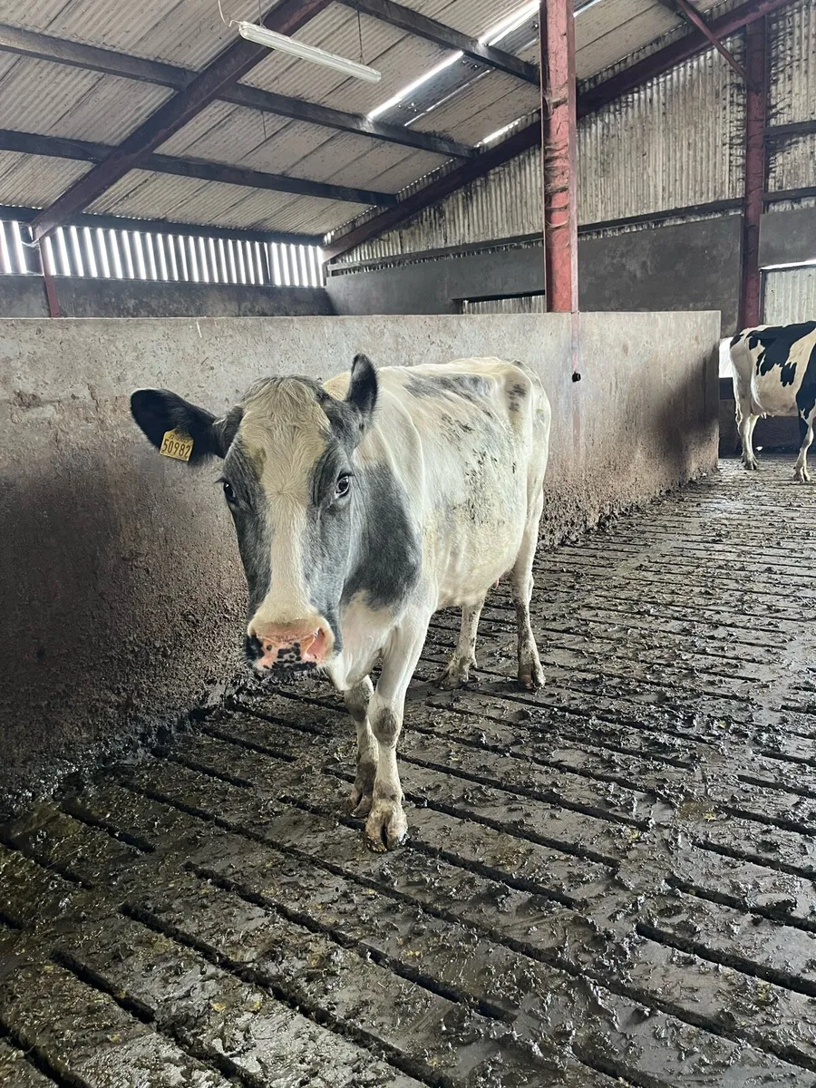 High scc cow - Image 1