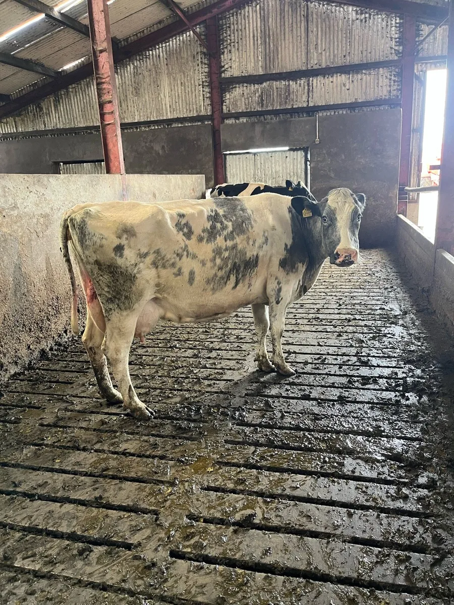 High scc cow - Image 2