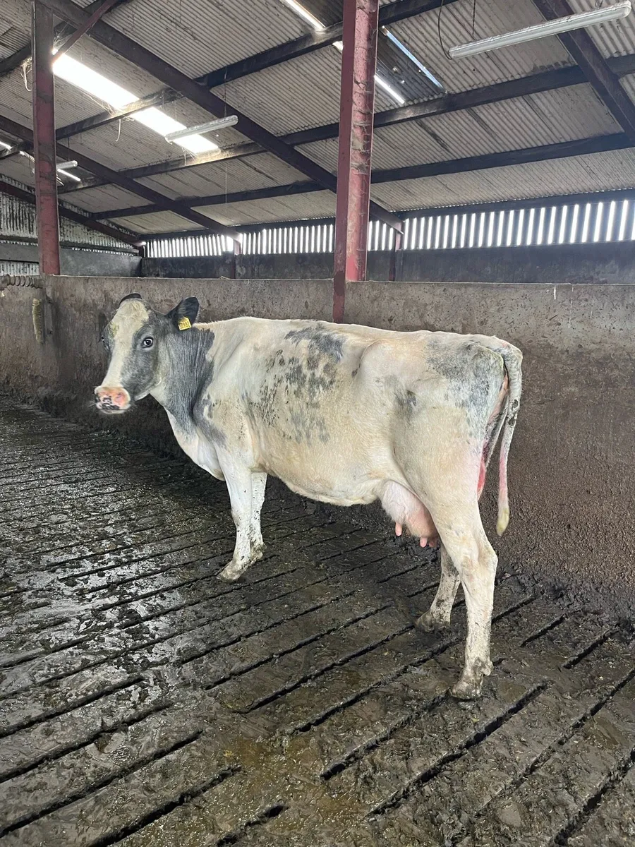 High scc cow - Image 3