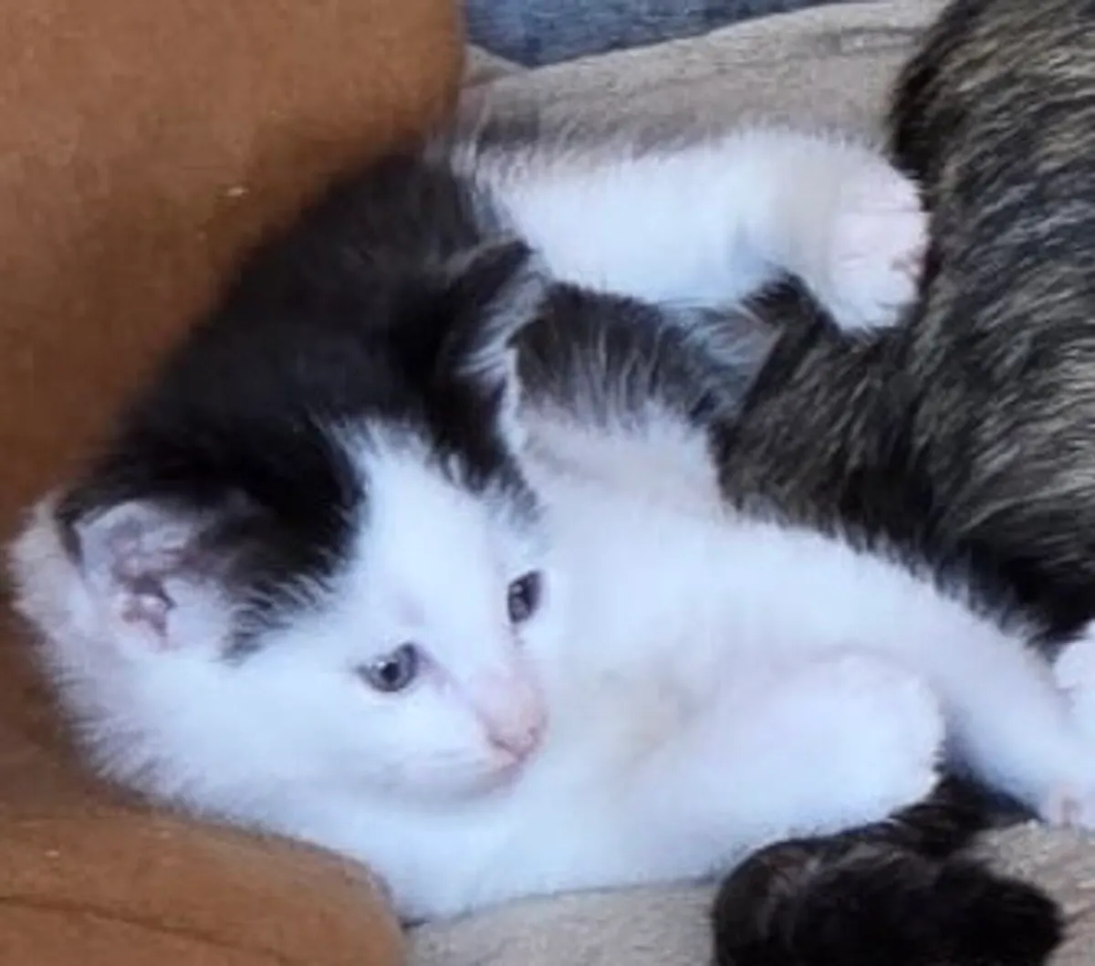 Catstrust adoption and protection. Rescued . - Image 2