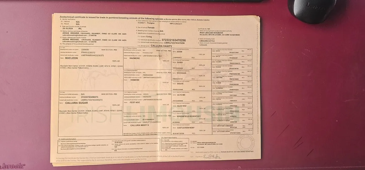 Callura Limousins 7 purebred registered heifers - Image 3