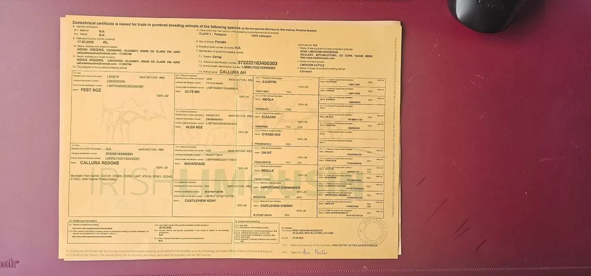 Callura Limousins 7 purebred registered heifers - Image 2