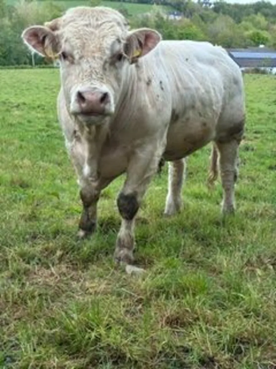 Charolais Bull PB - Image 2