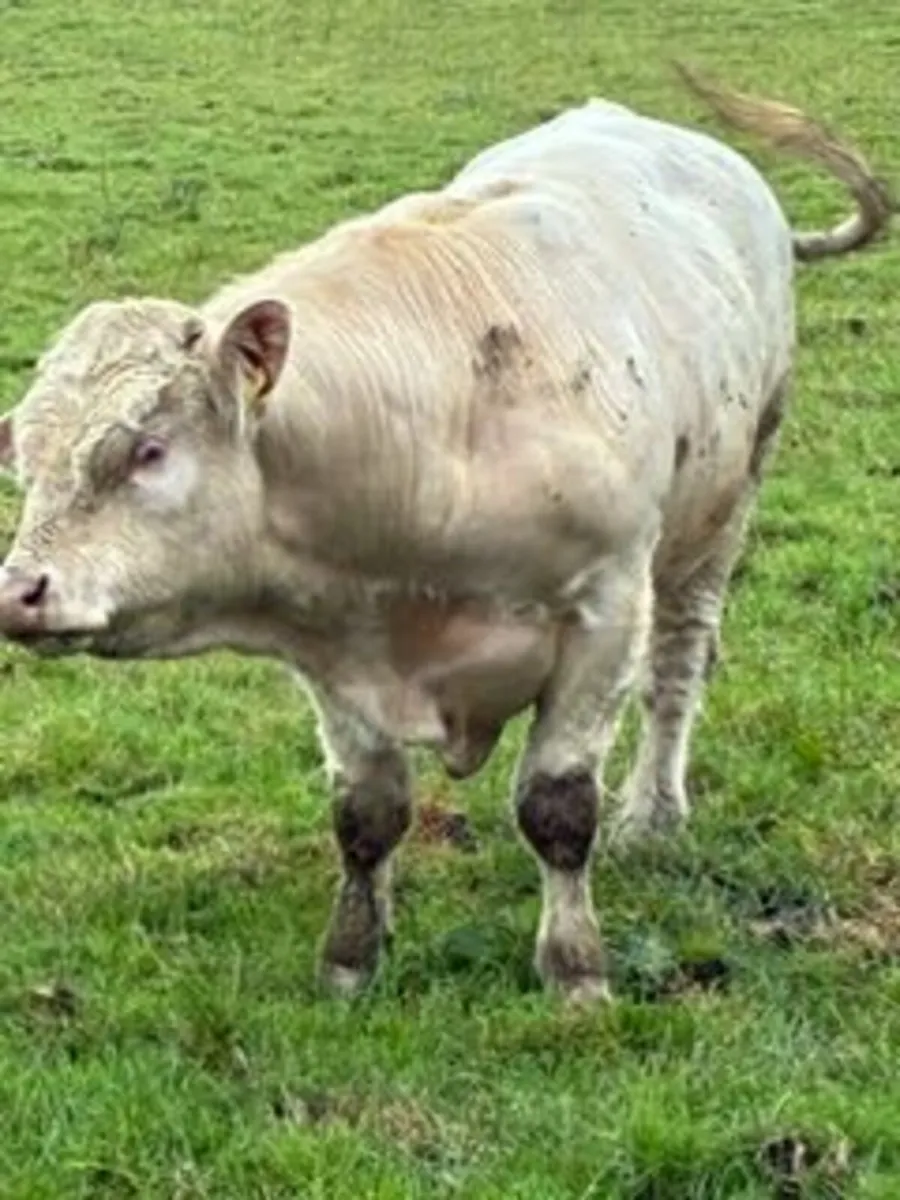 Charolais Bull PB - Image 3