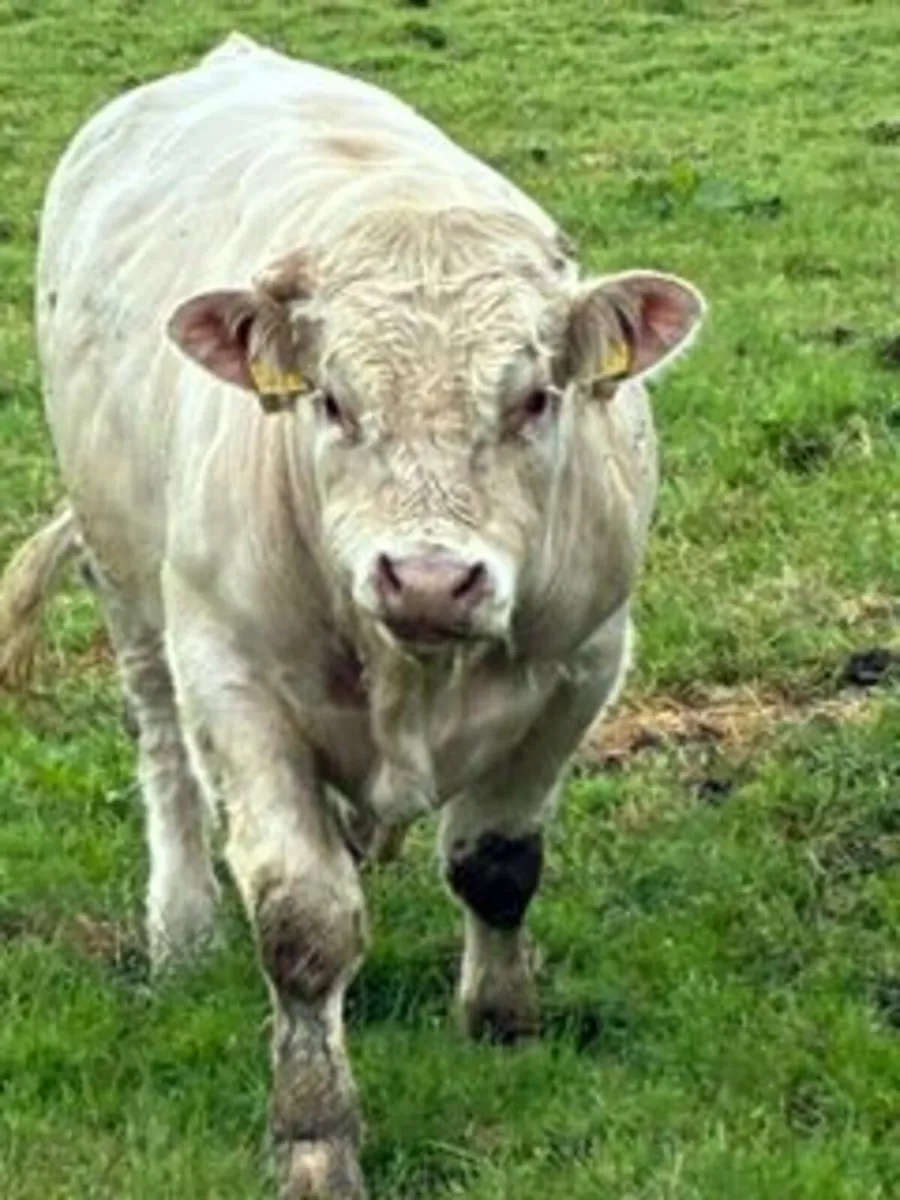 Charolais Bull PB - Image 1