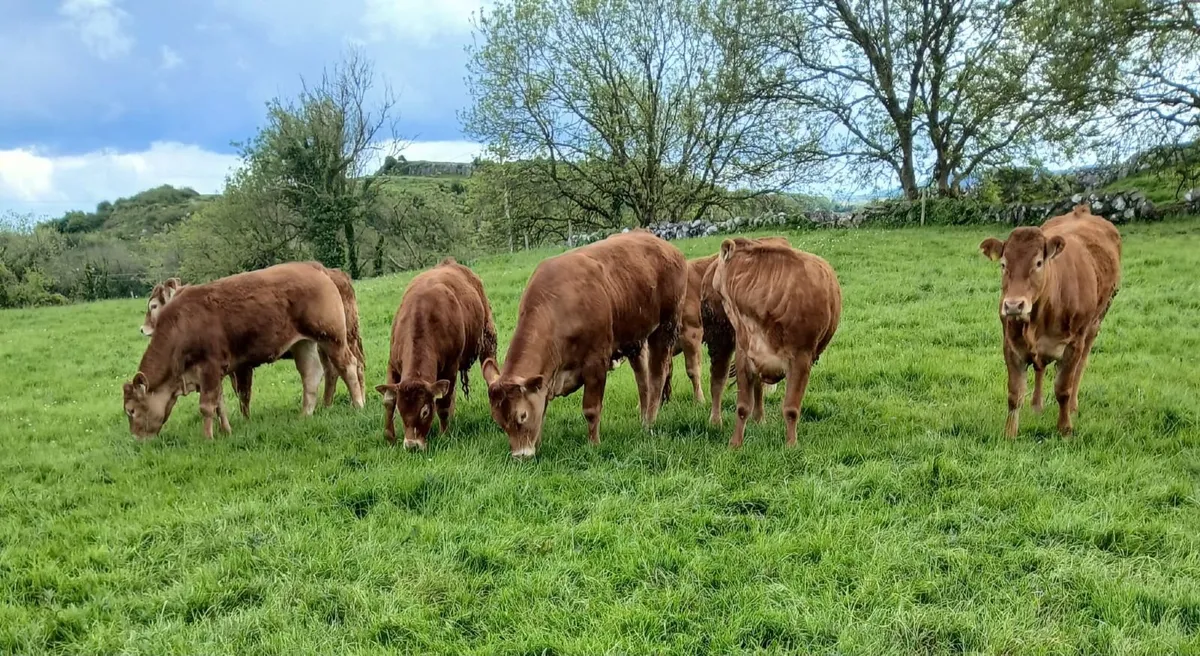 Callura Limousins 7 purebred registered heifers - Image 1