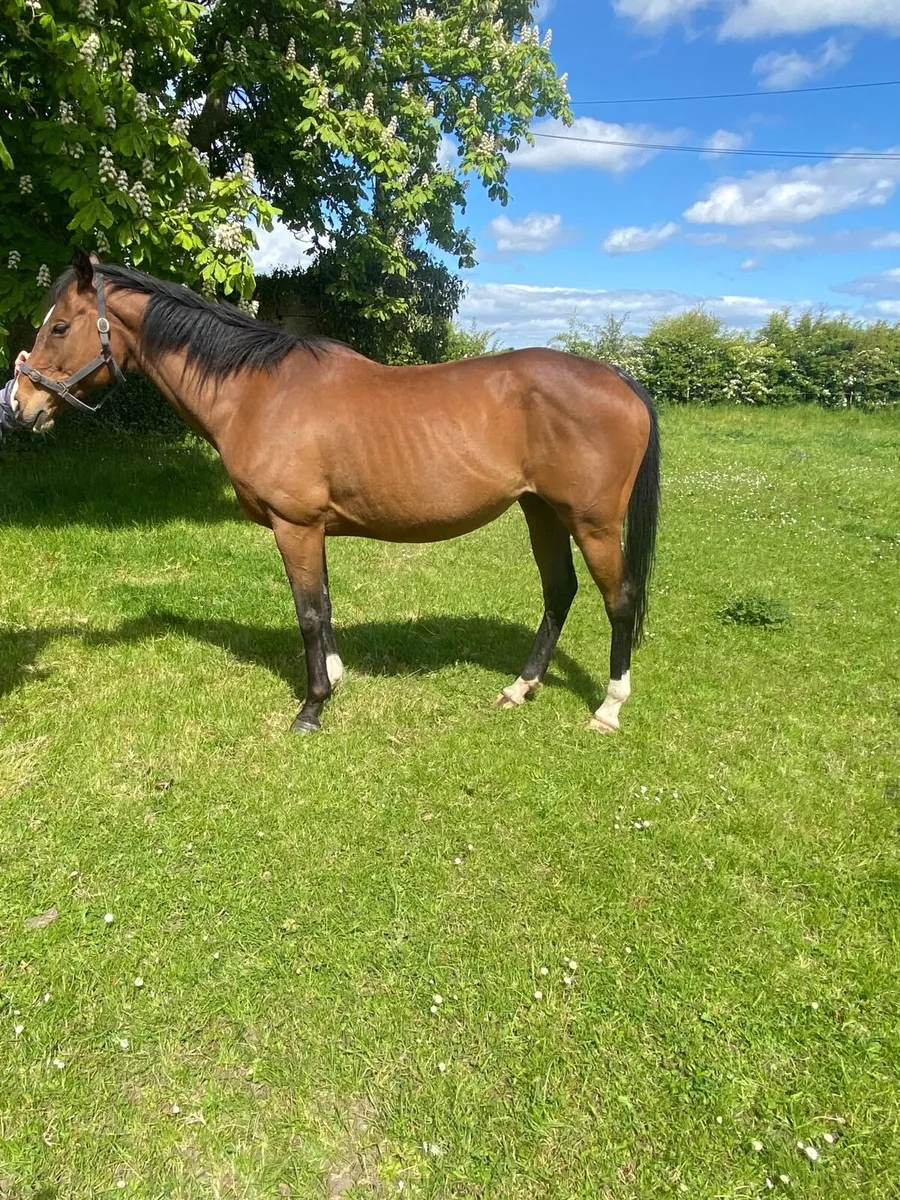 Thoroughbred Broodmare - Image 3
